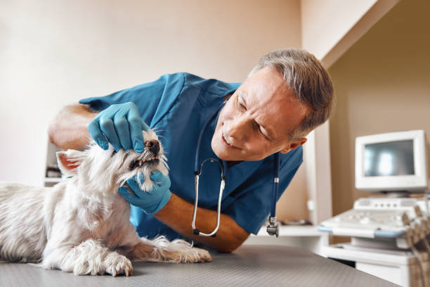 Best Pediatric Emergency Dentist in Sunset, UT